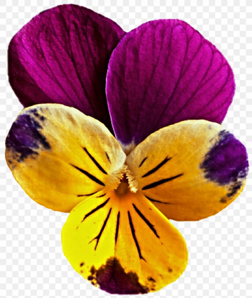 Pansy Flower Mauve Viola Pedunculata Clip Art, PNG, 1024x1208px, Pansy, Flower, Flowering Plant, Magenta, Mauve Download Free
