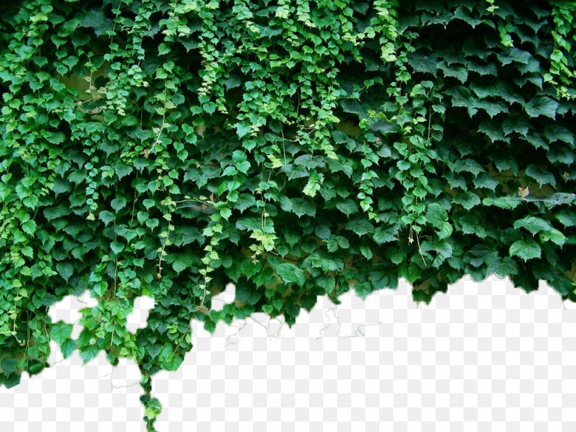 Parthenocissus Tricuspidata Virginia Creeper Green Plant Vine, PNG, 1024x768px, Parthenocissus Tricuspidata, Deciduous, Evergreen, Grass, Green Download Free