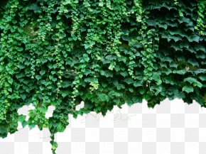 Green Wall Tiger - Parthenocissus Tricuspidata Virginia Creeper Green Plant Vine PNG