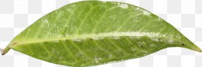 Plant GROWING - Leaf PNG