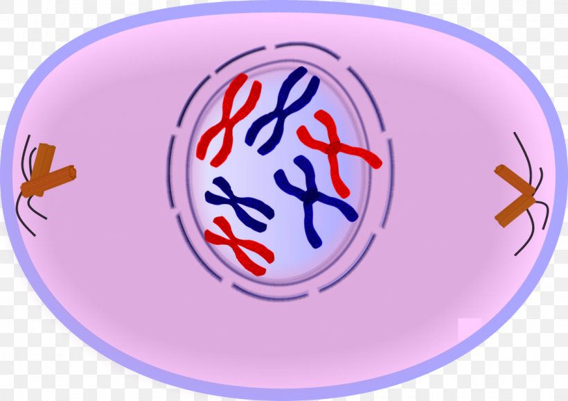 Mitosis Prophase Metaphase Cell Division Meiosis, PNG, 1125x794px, Mitosis, Anaphase, Area, Cell, Cell Cycle Download Free