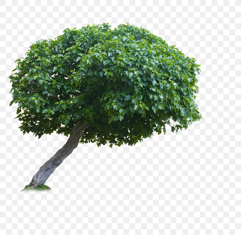Monkey Pod Tree Branch, PNG, 800x800px, Monkey Pod Tree, Branch, Grass, Houseplant, Plant Download Free