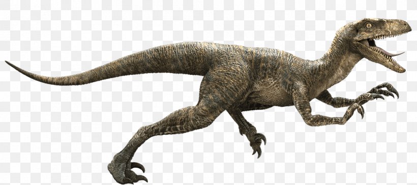 Velociraptor Tyrannosaurus Pachycephalosaurus Deinonychus Dinosaur, PNG, 1043x463px, Velociraptor, Animal Figure, Claw, Deinonychus, Dinosaur Download Free