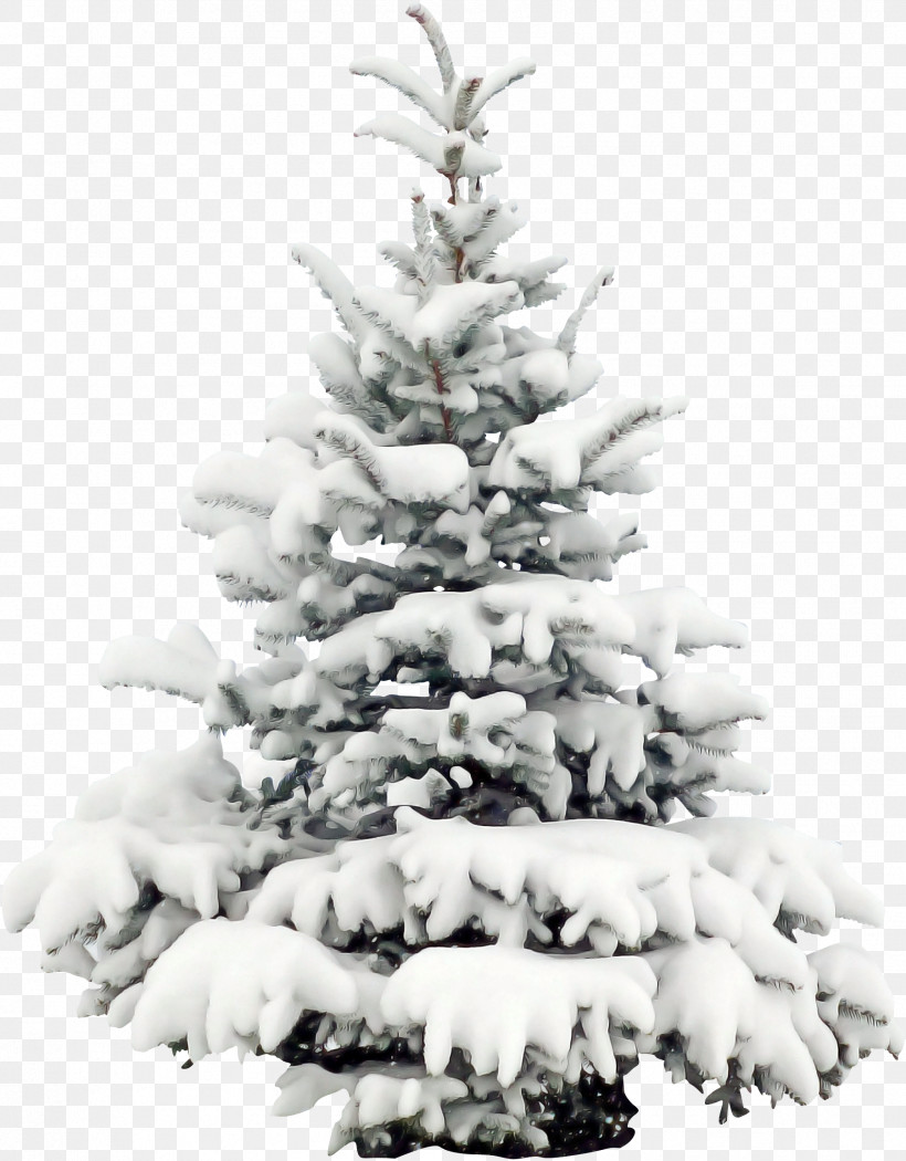 Christmas Tree, PNG, 1802x2308px, Balsam Fir, American Larch, Branch, Canadian Fir, Christmas Download Free