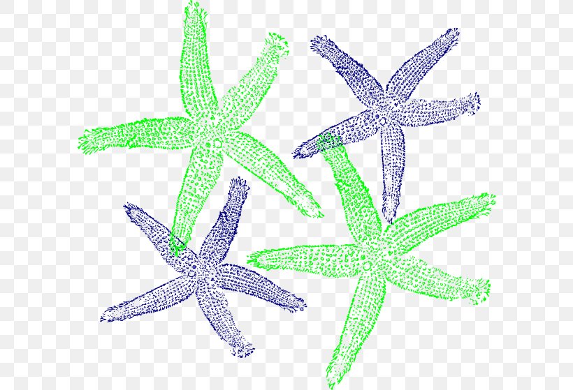 Starfish Clip Art, PNG, 600x559px, Starfish, Art, Beach, Echinoderm, Invertebrate Download Free