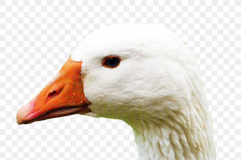 Goose Wild Animal, PNG, 1920x1280px, Goose, Animal, Beak, Bird, Duck Download Free