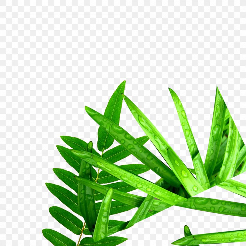 Leaves Of Grass Computer File, PNG, 1000x1000px, Leaves Of Grass, Grass, Grass Family, Green, Lawn Download Free