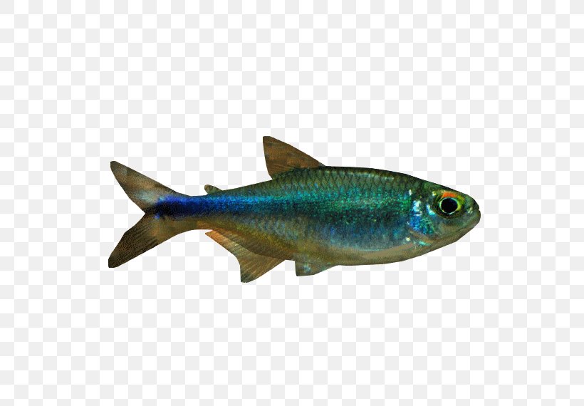 Sardine Rummy-nose Tetra Bucktooth Tetra Fish, PNG, 570x570px, Sardine, Bony Fish, Bony Fishes, Cardinal Tetra, Fauna Download Free