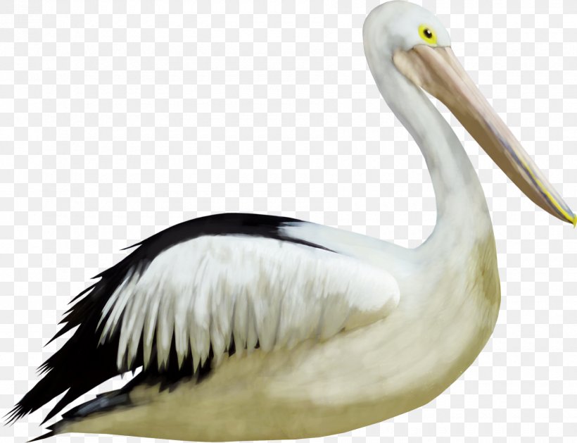 Bird Crane Duck, PNG, 1800x1381px, Bird, Animal, Beak, Ciconiiformes, Computer Graphics Download Free