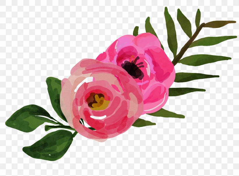 Garden Roses, PNG, 1794x1320px, Flower, Cut Flowers, Garden Roses, Petal, Pink Download Free