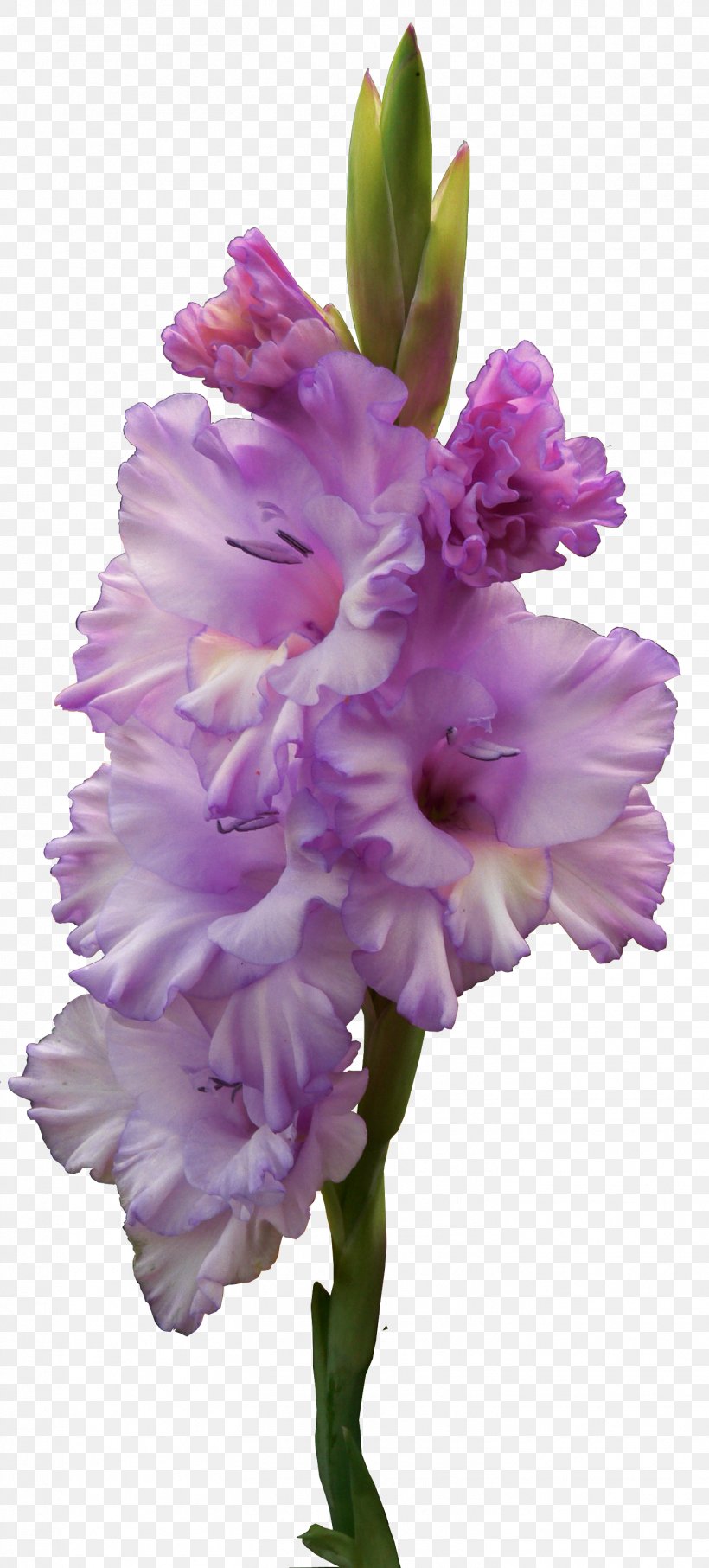 Gladiolus Murielae Flower Bulb, PNG, 1452x3212px, Gladiolus Murielae, Bulb, Color, Corm, Cut Flowers Download Free