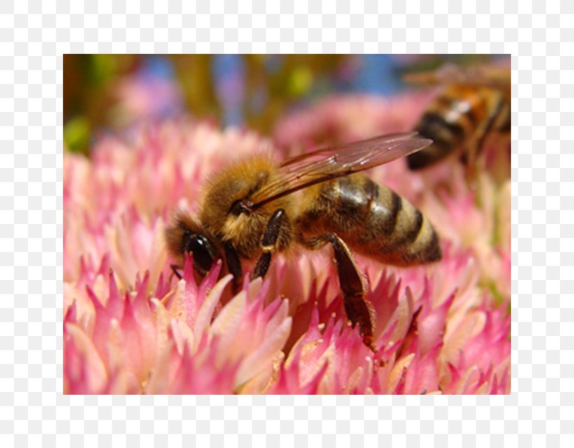 Honey Bee Hornet Nectar Pollen, PNG, 640x640px, Honey Bee, Arthropod, Bee, Education, Flower Download Free
