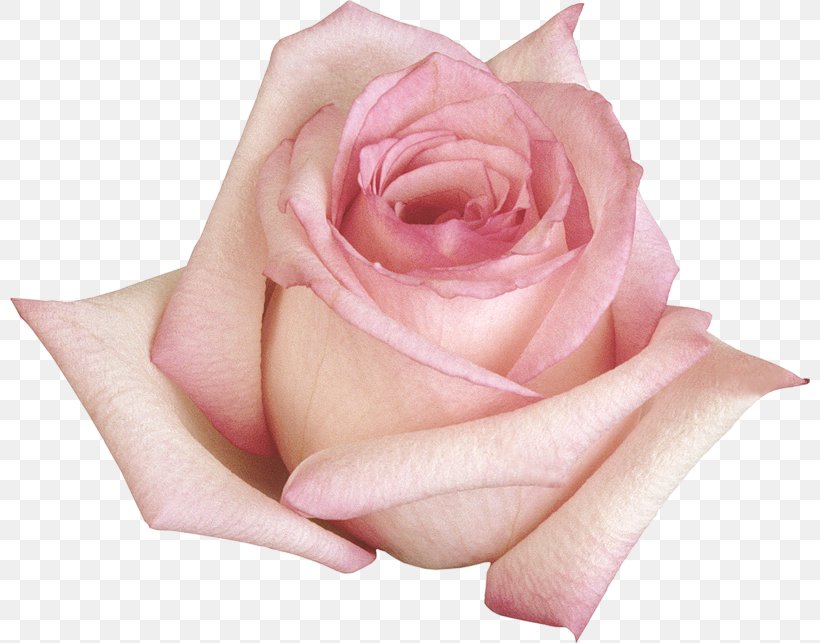Beach Rose Flower Garden Roses Purple, PNG, 800x643px, Beach Rose, Blue, Blue Rose, Close Up, Cut Flowers Download Free