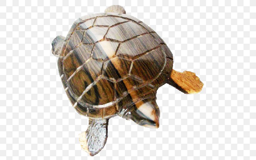 Box Turtles Tortoise Sea Turtle, PNG, 518x512px, Box Turtles, Box Turtle, Emydidae, Reptile, Sea Turtle Download Free