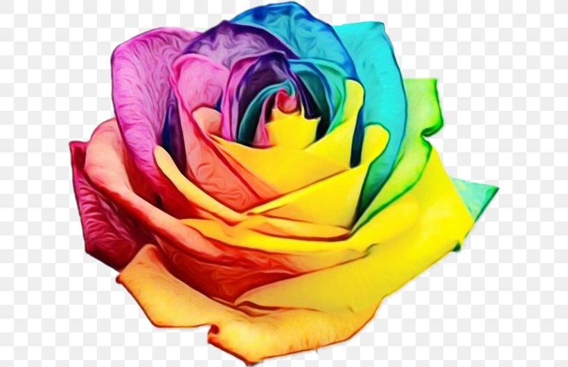 Rainbow Rose Orlando Nightclub Shooting Flower PULSE, PNG, 625x530px, Rainbow Rose, Closeup, Cut Flowers, Floribunda, Flower Download Free