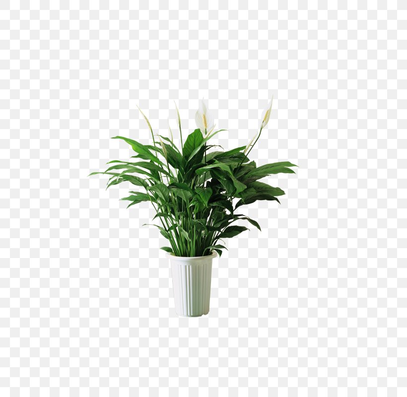 Spathiphyllum Kochii Plant Bedroom Feng Shui, PNG, 800x800px, Spathiphyllum Kochii, Air, Bed, Bedroom, Bonsai Download Free