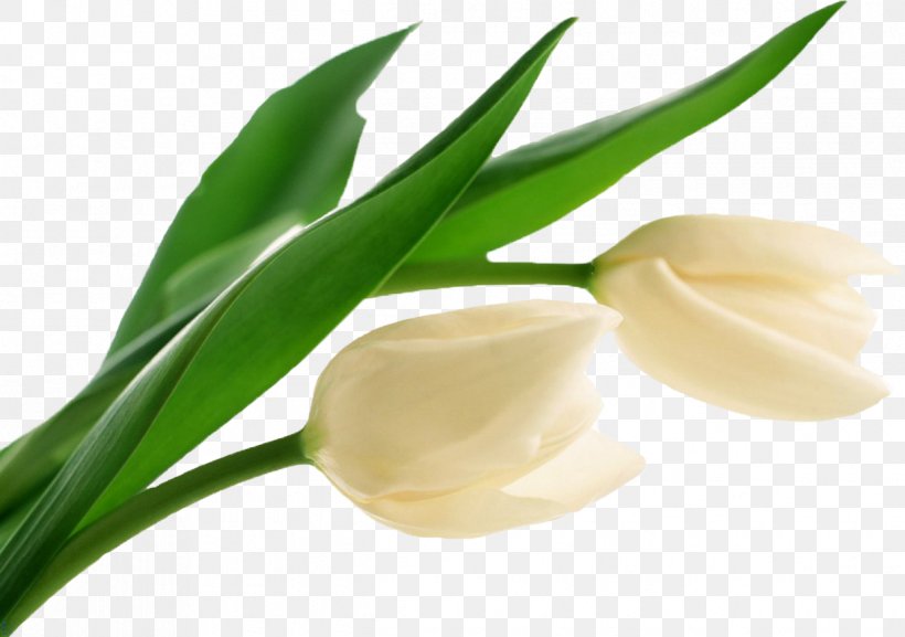Tulip Flower White Clip Art, PNG, 1219x859px, Tulip, Desktop Metaphor, Flower, Flowering Plant, Full Hd Download Free