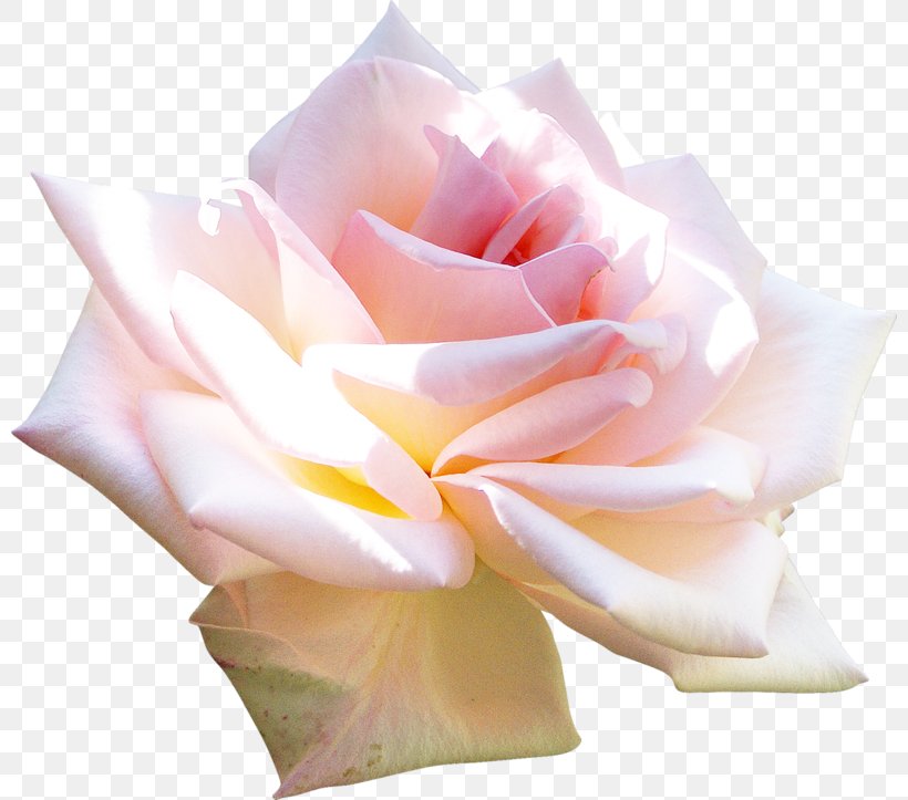 Blog Flower Clip Art, PNG, 800x723px, Blog, Art, Cut Flowers, Email, Floristry Download Free