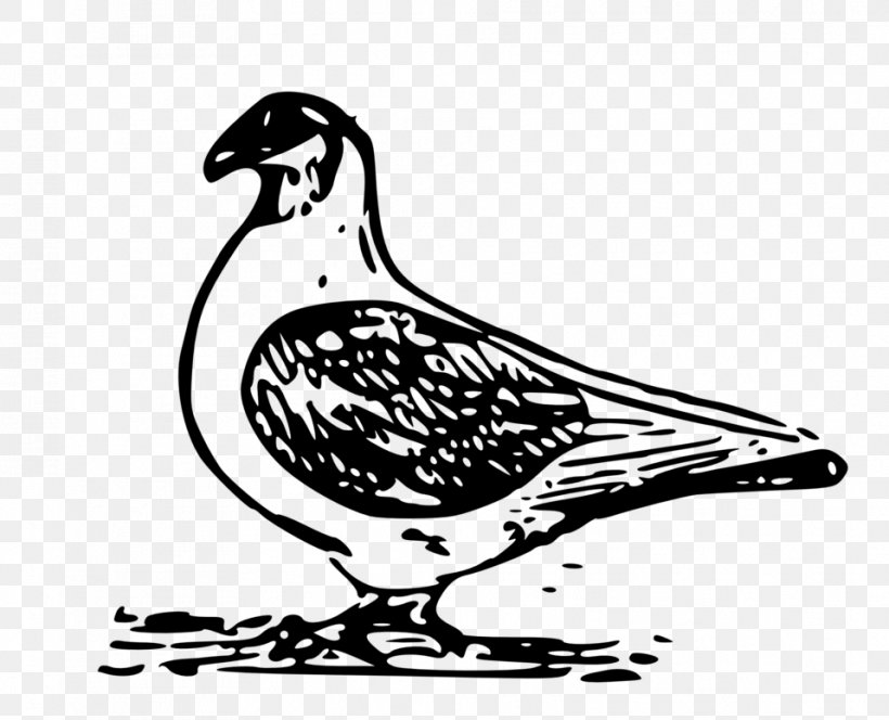 English Carrier Pigeon Columbidae Homing Pigeon Clip Art, PNG, 958x776px, English Carrier Pigeon, Art, Artwork, Beak, Bird Download Free