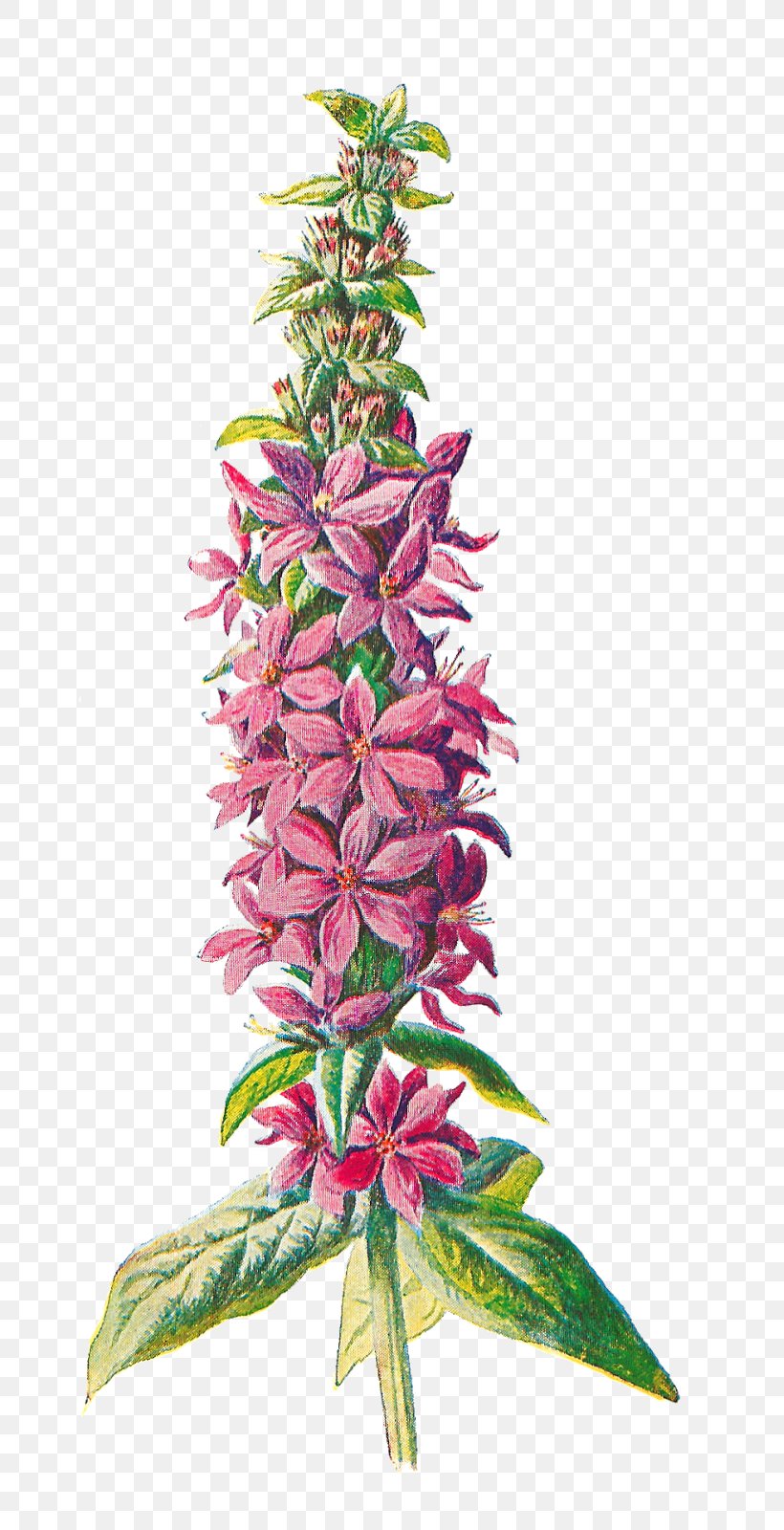 Familiar Wild Flowers Purple-loosestrife Wildflower Clip Art, PNG, 819x1600px, Familiar Wild Flowers, Art, Color, Drawing, Flower Download Free