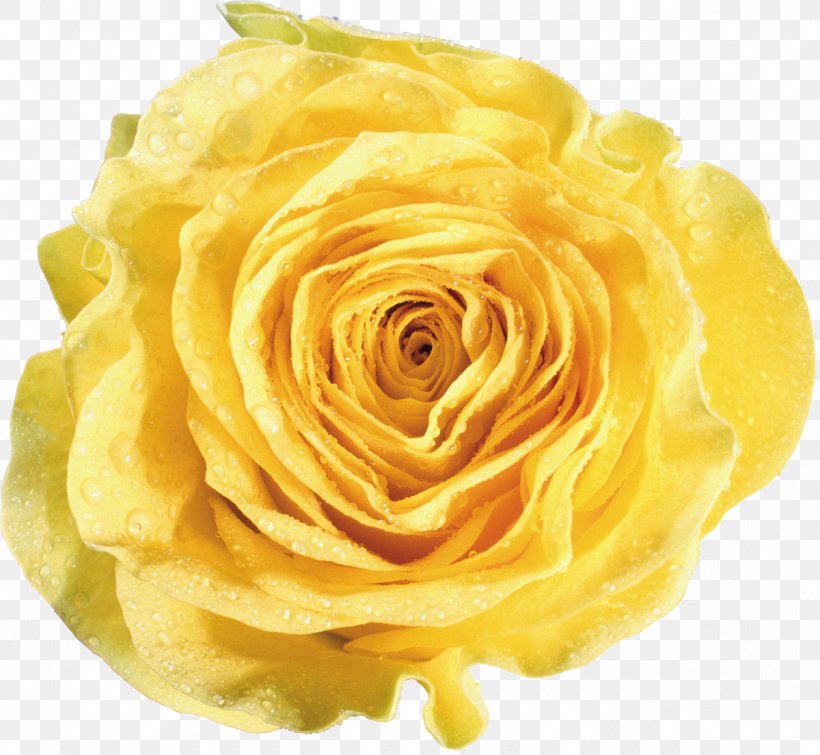 Garden Roses Yellow Flower, PNG, 1200x1105px, Garden Roses, Beach Rose, Blue Rose, Color, Cut Flowers Download Free