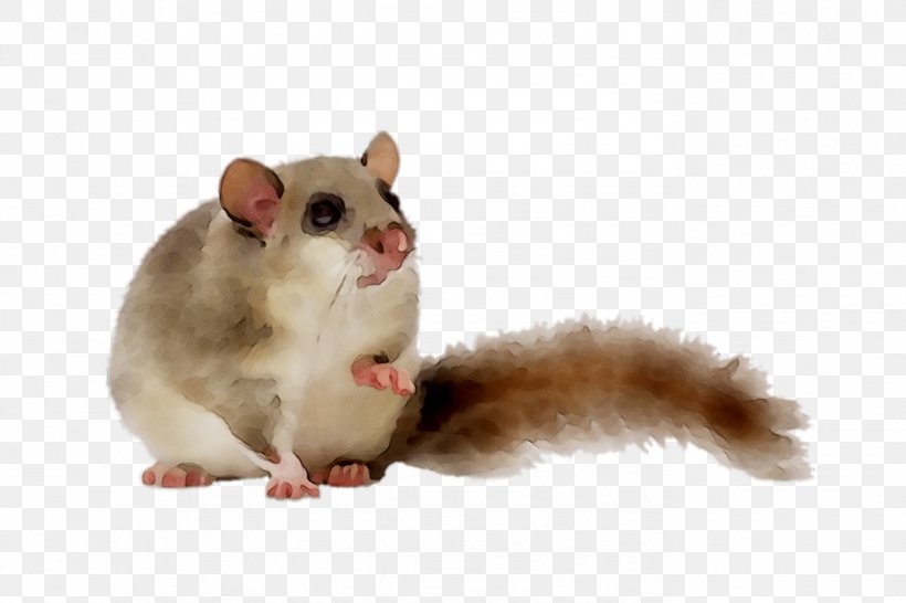 Gerbil Dormouse Computer Mouse Fur Whiskers, PNG, 1379x919px, Gerbil, Computer Mouse, Dormouse, Eastern Chipmunk, Fauna Download Free
