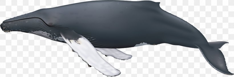 Humpback Whale Sei Whale Cetaceans Blue Whale Minke Whale, PNG, 960x318px, Humpback Whale, Animal Figure, Balaenoptera, Black, Blue Whale Download Free