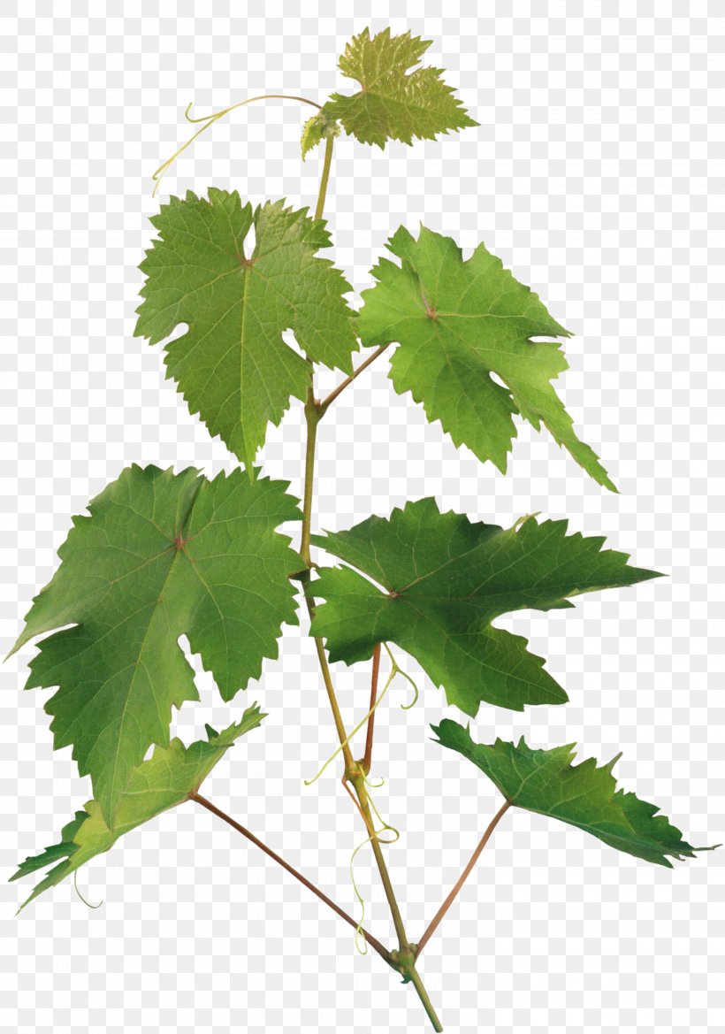 Leaf Branch Plant Stem RAR, PNG, 2990x4265px, Leaf, Branch, Grape, Grape Leaves, Grapevine Family Download Free