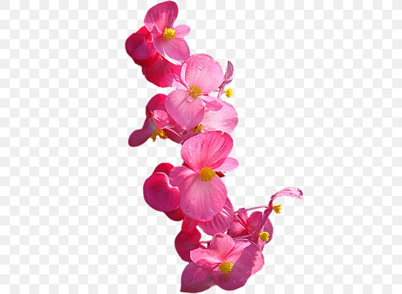 Moth Orchids Cut Flowers, PNG, 450x600px, Moth Orchids, Blog, Blossom, Bud, China Download Free