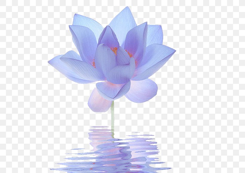 Nelumbo Nucifera Egyptian Lotus Flower Blue Lilium, PNG, 570x578px, Nelumbo Nucifera, Aquatic Plant, Blue, Color, Egyptian Lotus Download Free