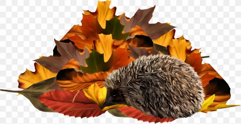 Painted Yellow Foliage Hedgehog, PNG, 888x457px, Leaf, Flower, Image Resolution, Orange, Sunflower Seed Download Free