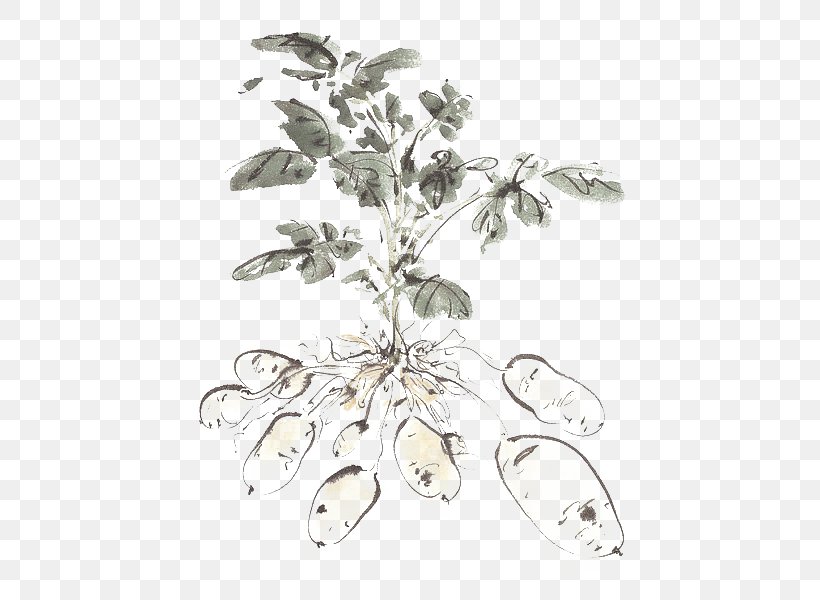 Potato Vegetable, PNG, 539x600px, Potato, Body Jewelry, Branch, Drawing, Painting Download Free