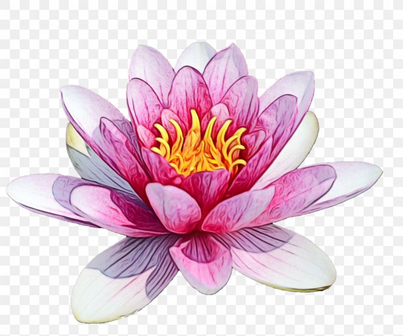 Water Paint Flowers, PNG, 1024x853px, Watercolor, Aquatic Plant, Cut Flowers, Egyptian Lotus, Flower Download Free