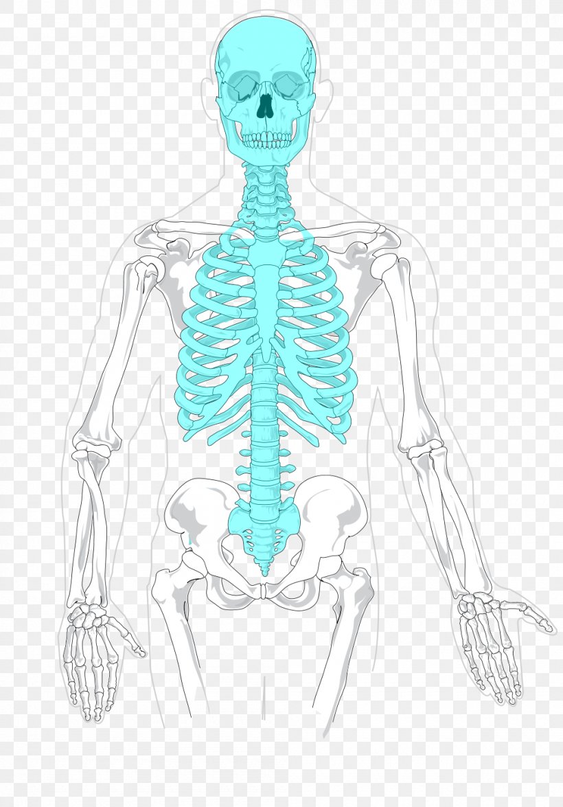 Axial Skeleton Human Skeleton Appendicular Skeleton Bone, PNG, 1000x1434px, Watercolor, Cartoon, Flower, Frame, Heart Download Free