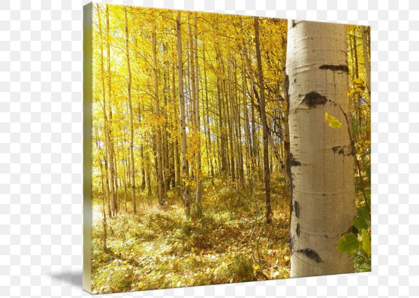 Birch Woodland Temperate Broadleaf And Mixed Forest Painting, PNG, 650x584px, Birch, Broadleaved Tree, Forest, Grove, Mixed Coniferous Forest Download Free