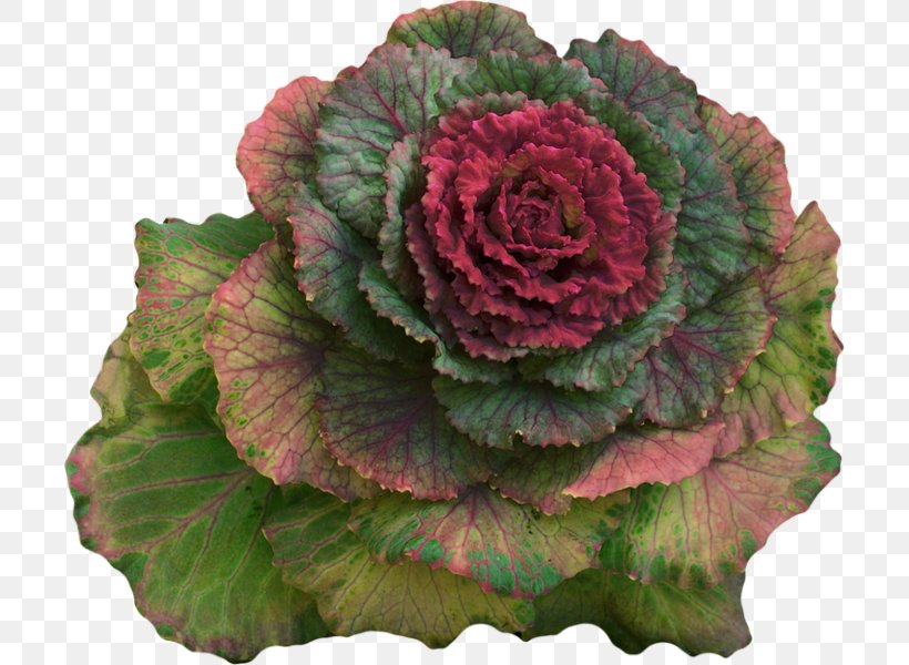 Cabbage Leaf Vegetable Spring Greens Broccoli, PNG, 705x600px, Cabbage, Annual Plant, Begonia, Brassica Oleracea, Broccoli Download Free