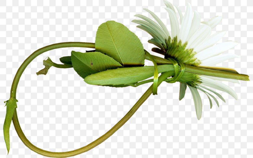 Chrysanthemum Indicum Download, PNG, 800x511px, Chrysanthemum Indicum, Cartoon, Chrysanthemum, Flower, Gratis Download Free
