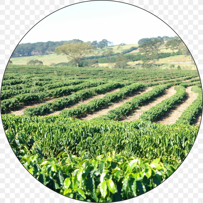 Coffee Bean Plantation Cafe Barbera Burr Mill, PNG, 2246x2246px, Coffee, Agriculture, Burr Mill, Coffee Bean, Crop Download Free