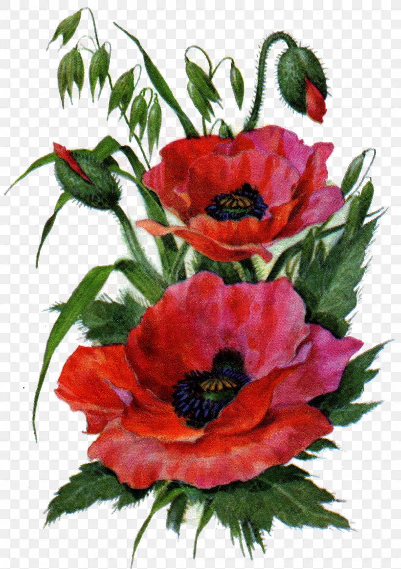 Garden Roses Poppy Flower Drawing Floral Design, PNG, 1040x1474px, Garden Roses, Anemone, Annual Plant, Art, Collage Download Free