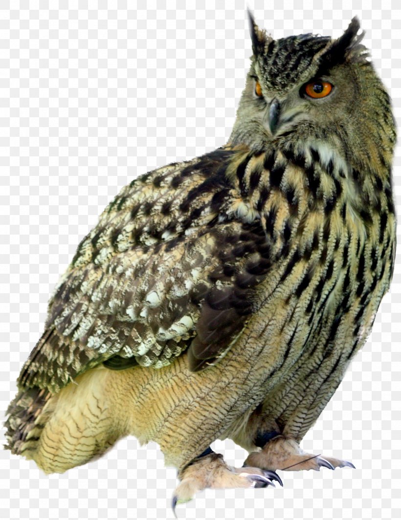 Little Owl Tyrannosaurus Pixabay Illustration, PNG, 1893x2458px, Owl, Beak, Bird, Bird Of Prey, Dinosaur Download Free