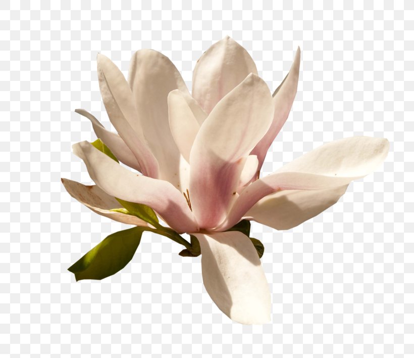 Magnolia Petal Flower Blog, PNG, 800x708px, Magnolia, Blog, Blossom, Flower, Flowering Plant Download Free