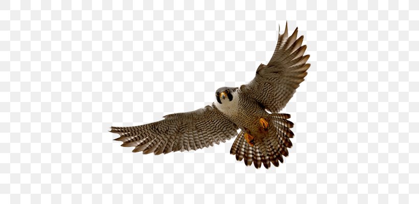 Peregrine Falcon Clip Art, PNG, 400x400px, Falcon, Accipitriformes, Beak, Bird, Bird Of Prey Download Free