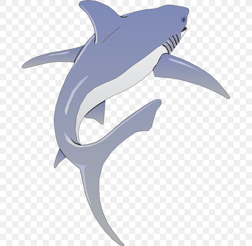 Wall Decal Bumper Sticker Tiger Shark, PNG, 677x800px, Decal, Blue, Bumper Sticker, Carcharhiniformes, Cartilaginous Fish Download Free