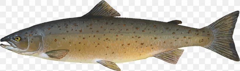 Atlantic Salmon Sockeye Salmon Chum Salmon Brown Trout Smoked Salmon, PNG, 4000x1195px, Atlantic Salmon, Actinopterygii, Animal Figure, Bony Fish, Brown Trout Download Free