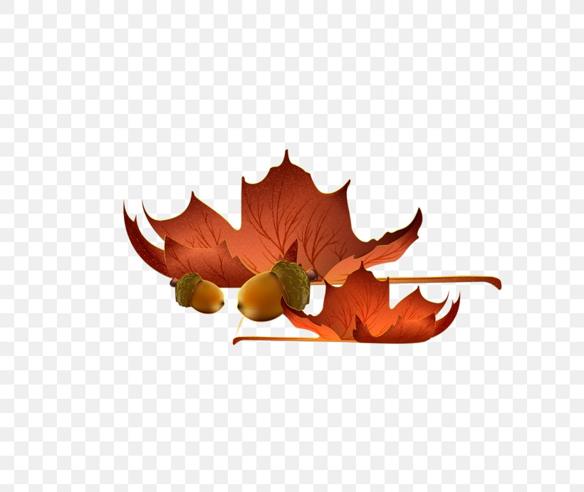 Clip Art Maple Leaf Autumn, PNG, 800x691px, Leaf, Autumn, Flower, Maple, Maple Leaf Download Free