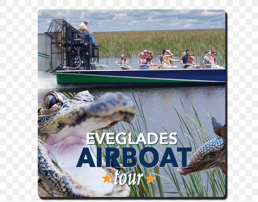 Everglades Holiday Park Airboat Alligators Alligator Wrestling, PNG, 640x642px, Everglades, Advertising, Airboat, Alligator Wrestling, Alligators Download Free