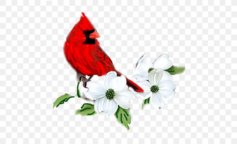 Flowering Dogwood Vector Graphics Red Osier Dogwood Illustration, PNG, 500x500px, Flowering Dogwood, Beak, Bird, Cardinal, Cut Flowers Download Free