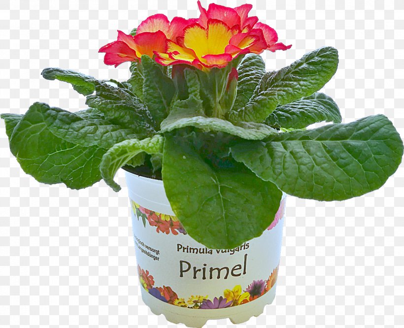 Primrose Flowerpot, PNG, 2006x1630px, Primrose, Flower, Flowering Plant, Flowerpot, Plant Download Free