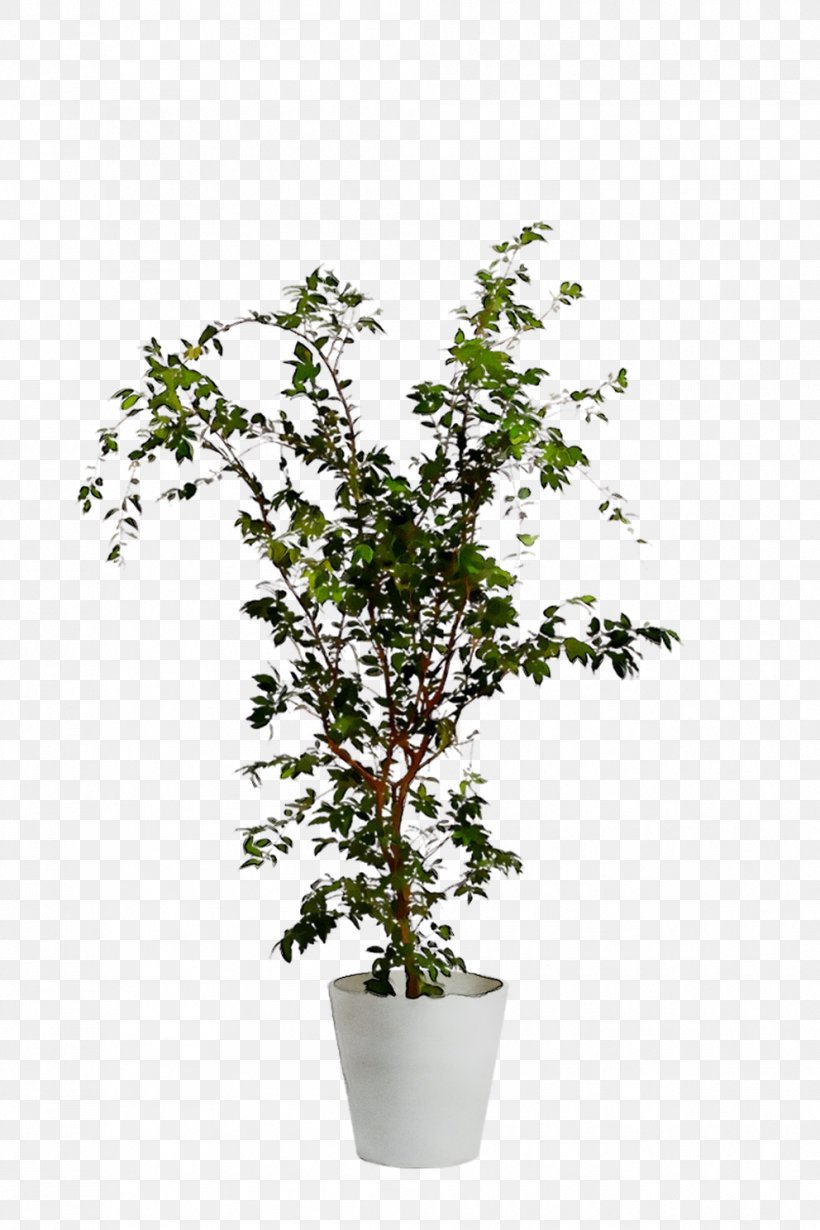 Twig Chinese Sweet Plum Shrub Plant Stem Plants, PNG, 992x1488px, Twig, Branch, Chinese Sweet Plum, Flower, Flowering Plant Download Free