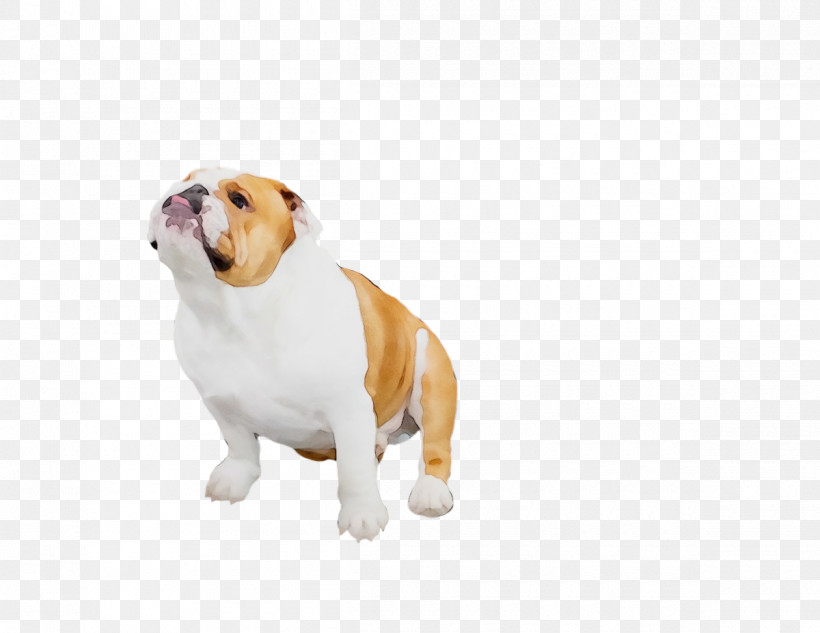 Bulldog, PNG, 1200x927px, Watercolor, Biology, Breed, Bulldog, Companion Dog Download Free